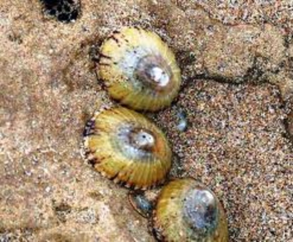 Limpets