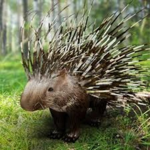 The porcupine