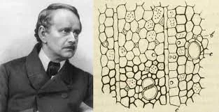 Matthias Schleiden