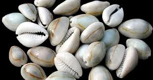 Cowrie Shells