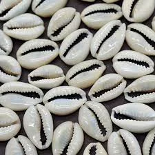 Cowrie shells