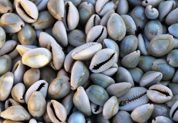 Cowriw shells