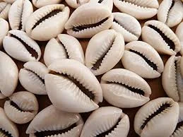 Cowrie shells