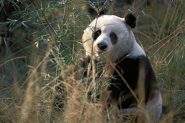 Endangered Species Act