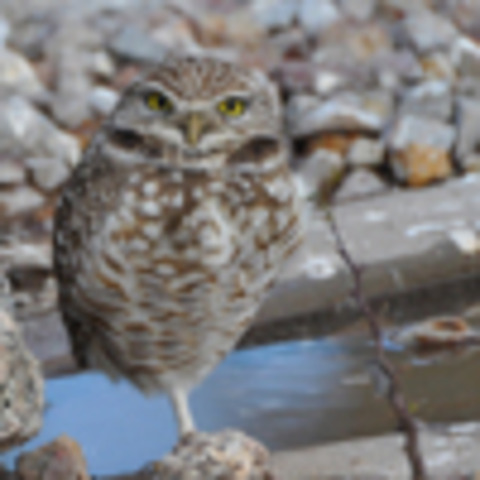 Center for Native and Urban Wildlife