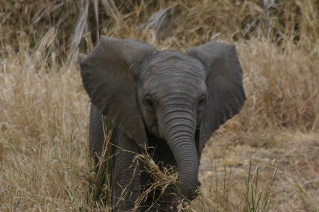 Almost Lose My Life to an Elephant