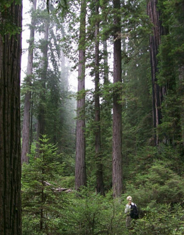 The Forest Reserve Act