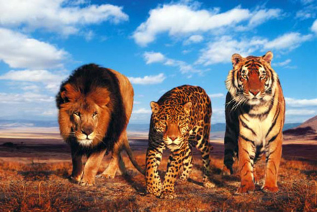 The Lacey Act is passed