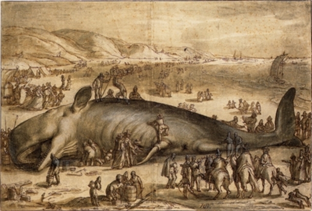 Beached Sperm Whale Near Berkhey