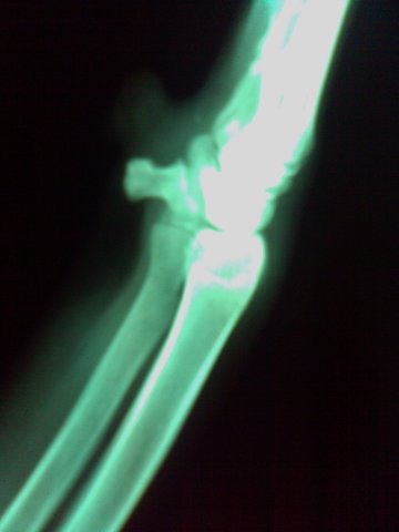 heart beats regularly, and eyelids strt to grow