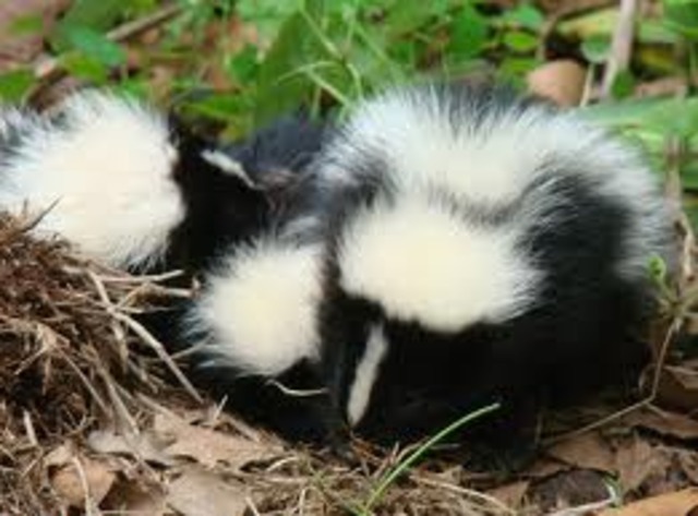 A skunk