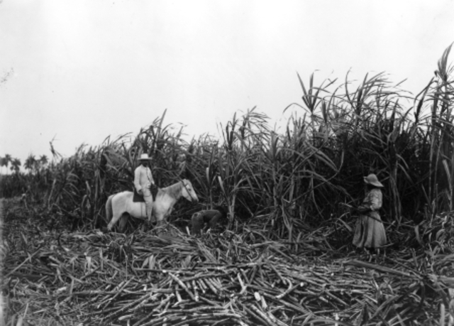 Sugar Plantation in Cuba
