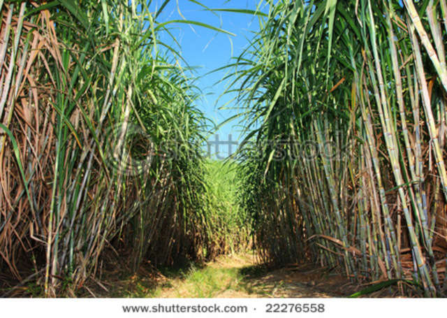 Sugar Cane