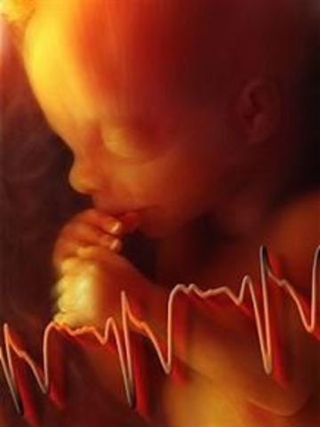 heart beats regularly.eyes and ears begin to form