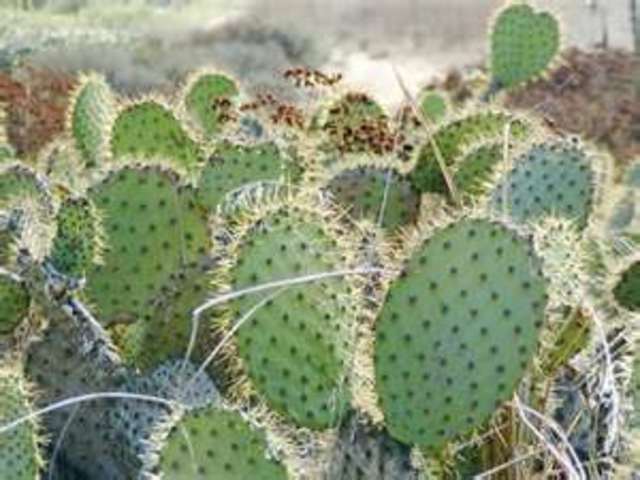 Prickly Pear Cactuses slow the expediton