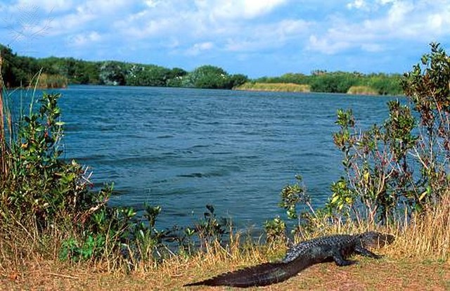 The Everglades, a national park