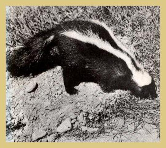 Skunks eats Brians eggs.