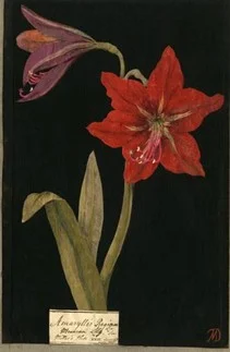 Mary Delany