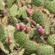 68653330 opuntia es un género de la familia de los cactus cactaceae