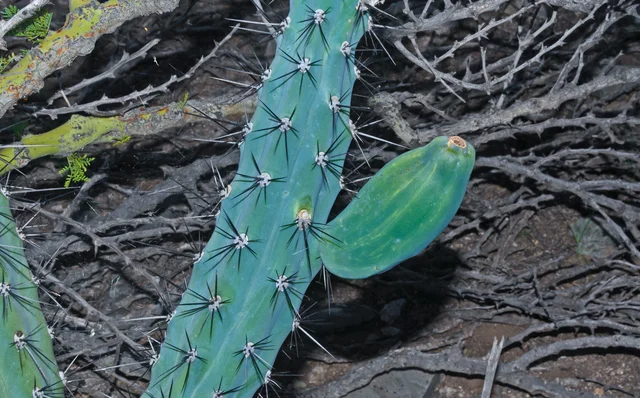 3. Hace aproximadamente 10-20 millones de años: