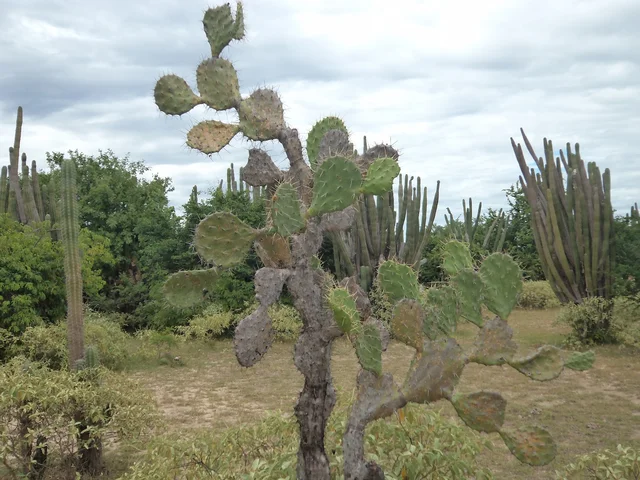 4. Hace aproximadamente 5-10 millones de años: