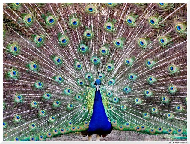 India's National Bird