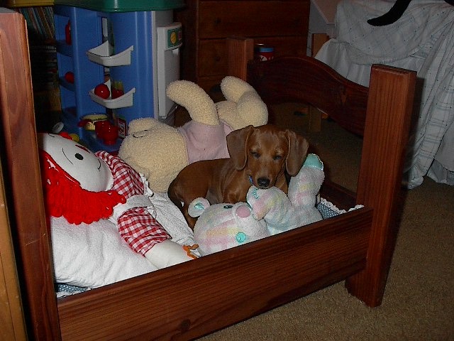 I got my first puppy