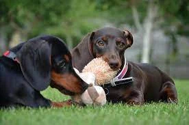 dogs