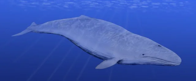 Cetotherium (vivió hace 15-10 millones de años atrás)
