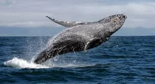 Ballenas modernas (apareció hace 5 millones de años atrás)