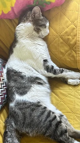 Llego mi primer gato