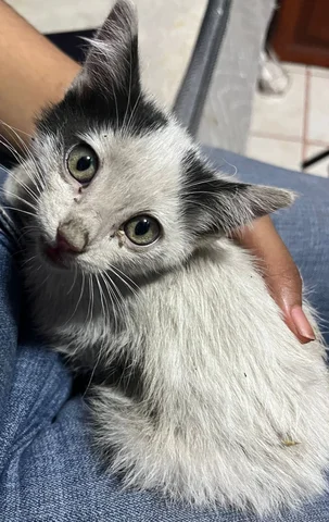 Llego el segundo gato