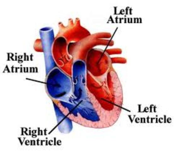Heart develops right and left chambers.