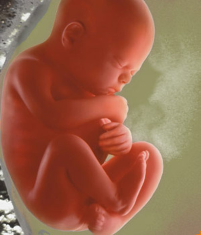 Eyelids can open and weight can be up to 6.6 pounds.