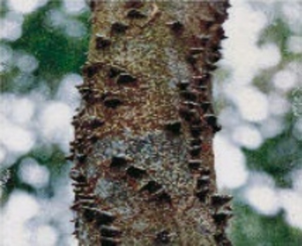 Periodo Pré- Colonial