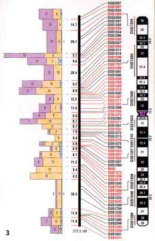 Alfred Sturtevant makes the first genetic map of a chromosome