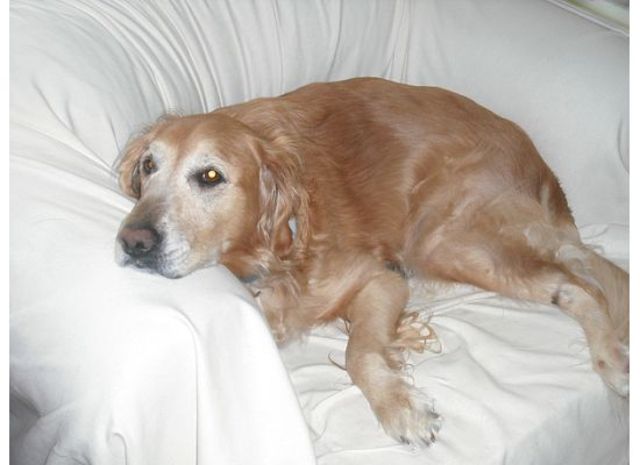 The day we got Molly!