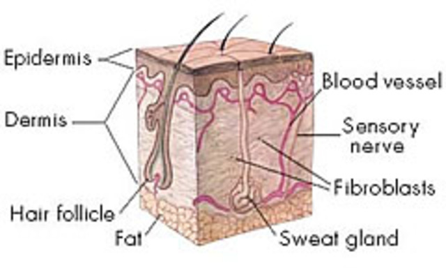 Skin starts to become wrinkled.
