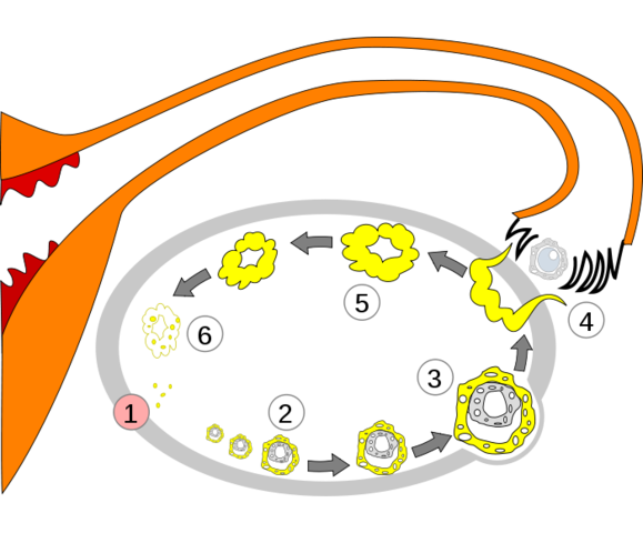 Ovulation in females, and sperm production in males begin.