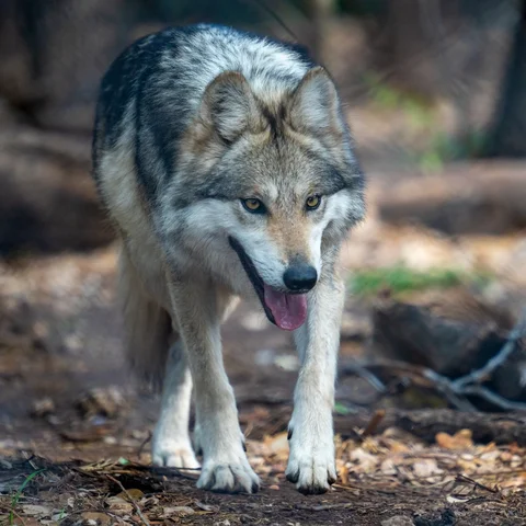 Mexican Gray Wolf Release