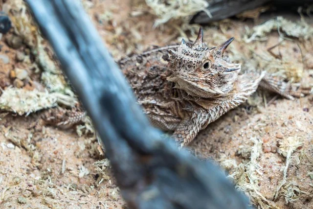 Texas Horned Lizards Arrive