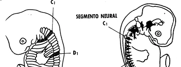 Vertebrados (Suprasegmentaria)