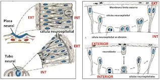 Las células neuroepiteliales (SN Difuso)