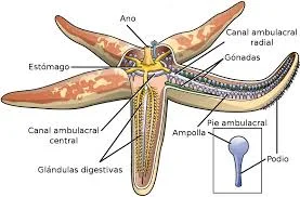 Organización Nerviosa (Sistema radial)