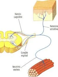 SN ganglionar ventral (Ganglios nerviosos)