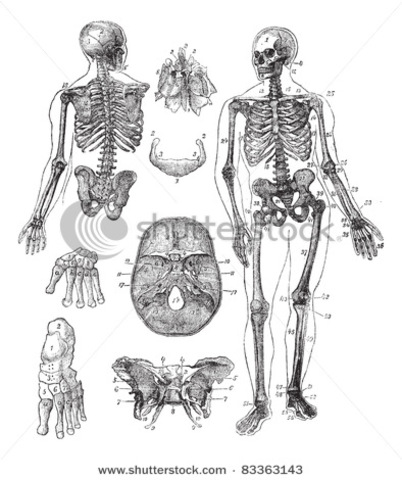 Bones are visible.  Heartbeat can be heard with a stethoscope