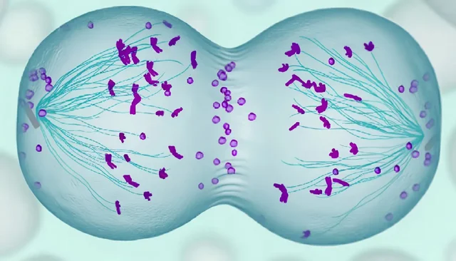 Flemming analiza por primera vez la división celular