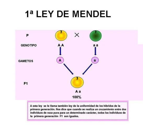 Mendel imagina factores abstractos