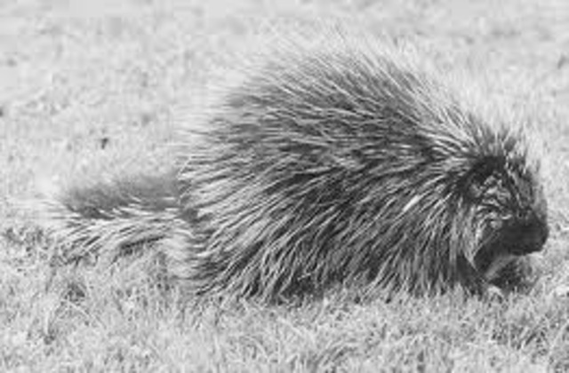 Brian gets attacked by a porcupine
