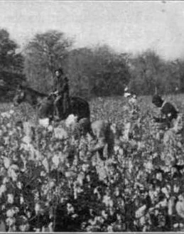 1850s: "Pushing System" in Cotton Plantations